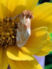 Cirrhophanus pretiosa