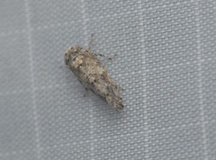 Paraphlepsius strobi
