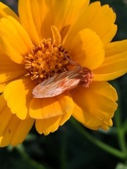 Cirrhophanus pretiosa