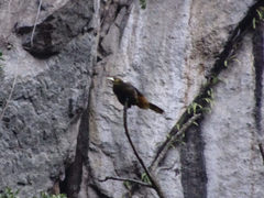 Psarocolius atrovirens