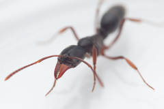 Mesoponera australis