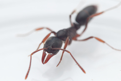 Mesoponera australis