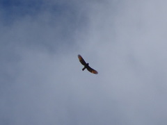 Rupornis magnirostris