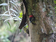 Colaptes rubiginosus