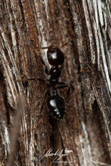Crematogaster laeviceps