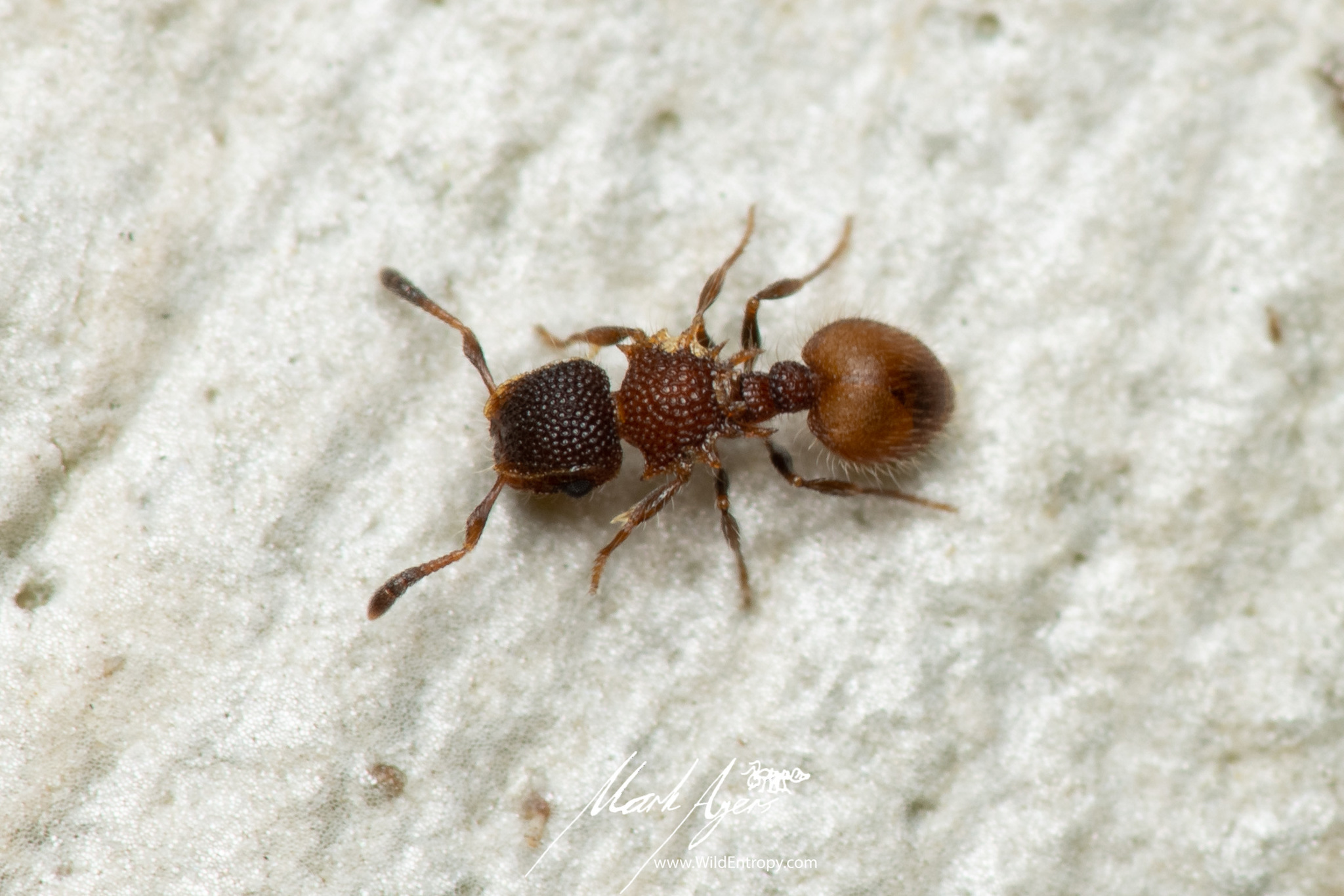 Meranoplus curvispina