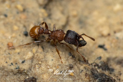 Tetramorium impressum