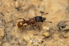 Tetramorium impressum