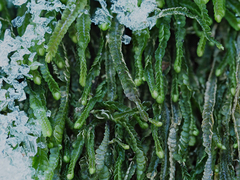 Odontoschisma sphagni