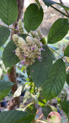 Callicarpa formosana