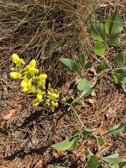 Baptisia cinerea