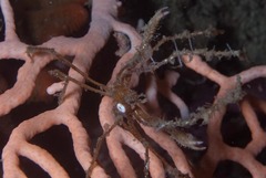 Macropodia falcifera