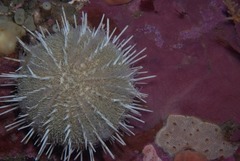 Echinus gilchristi