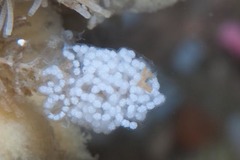 Antiopella capensis