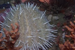 Echinus gilchristi