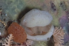 Brachiopoda