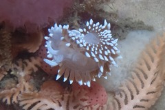 Antiopella capensis