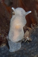 Pleurobranchaea tarda