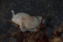 Pleurobranchaea tarda