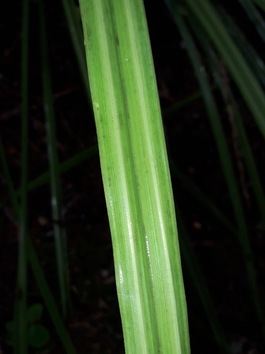 Image of Astelia trinervia by (c) naturewatchwidow, some rights reserved (CC BY)