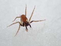 Trabeops aurantiacus