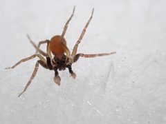 Trabeops aurantiacus