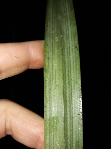 Image of Astelia trinervia by (c) naturewatchwidow, some rights reserved (CC BY)