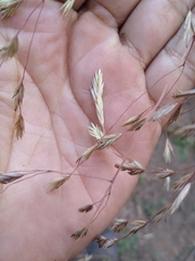 Festuca amplissima