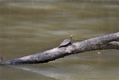 Graptemys sabinensis