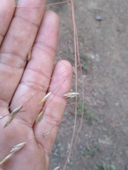 Festuca amplissima