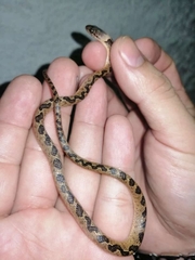 Leptodeira