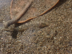 Favonigobius exquisitus