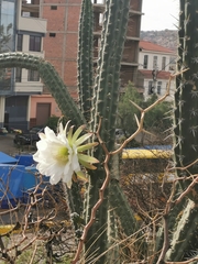 Harrisia tetracantha