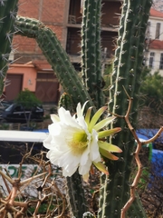 Harrisia tetracantha