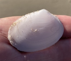 Periploma planiusculum