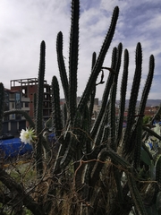 Harrisia tetracantha