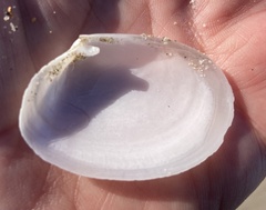 Periploma planiusculum
