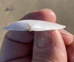 Periploma planiusculum
