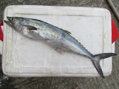 Scomberomorus sierra