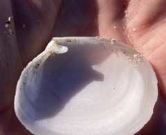 Periploma planiusculum