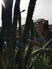 Harrisia tetracantha