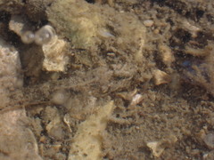 Favonigobius exquisitus