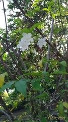 Wrightia religiosa