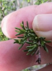 Eriophyes adenostomae