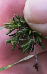 Eriophyes adenostomae