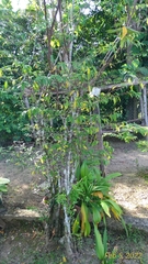 Wrightia religiosa