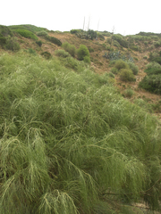 Ephedra