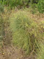 Ephedra