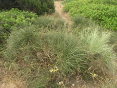Ephedra