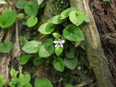 Viola maximowicziana